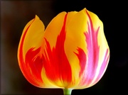 4th May 2014 - Flaming Tulip