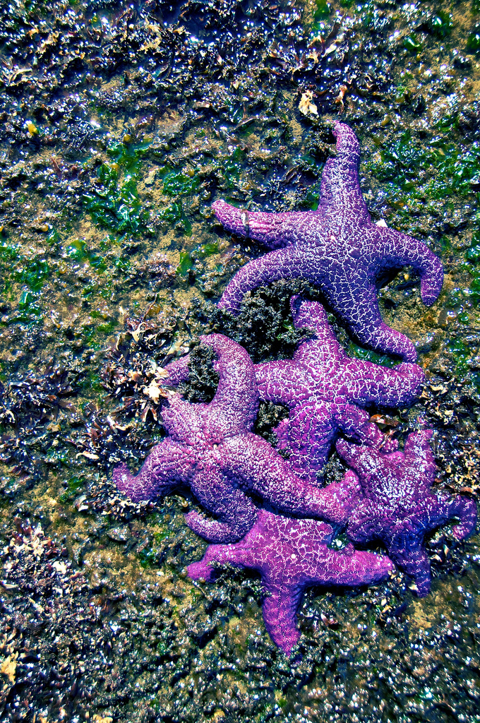 Starfish by kwind