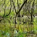 Beauty in the Bog by khawbecker