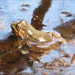 Baby Bullfrog Basking... by rosiekerr