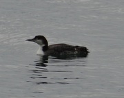 2nd May 2014 - Immature Common Loon