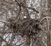 3rd May 2014 - Bald Eagle on her nest