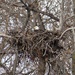 Bald Eagle on her nest by annepann