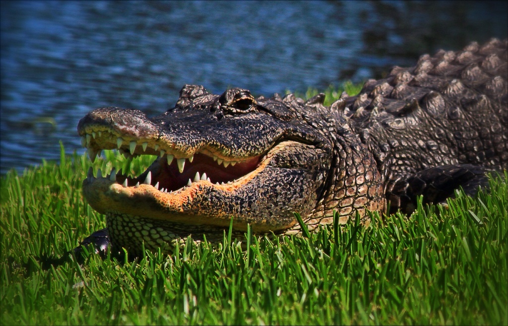 Florida Gator by sbolden