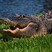 Florida Gator by sbolden