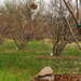 Arizona's Orchard by kerristephens