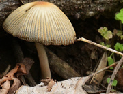 4th May 2014 - non edible fungus