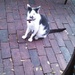 Hemingway Cat by lifepause