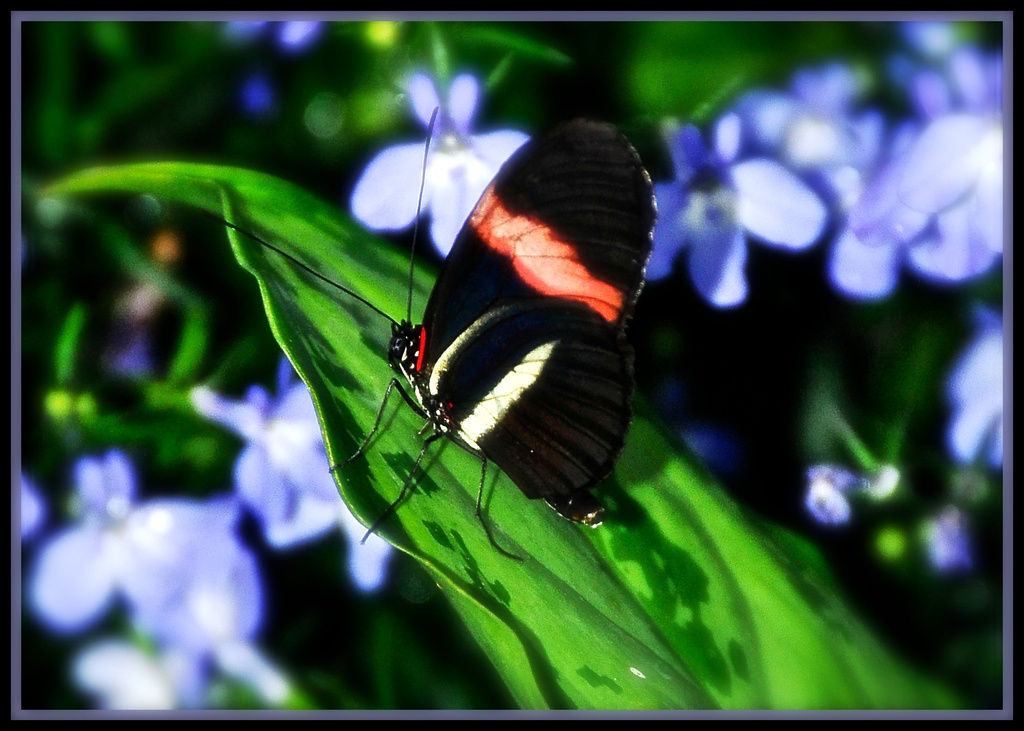 Butterfly  by joysfocus