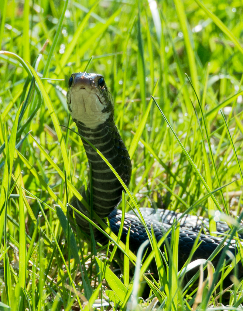 Black snake happy the weather is warm! by kathyladley