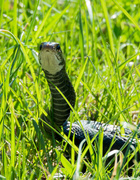 13th Apr 2014 - Black snake happy the weather is warm!