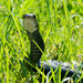 Black snake happy the weather is warm! by kathyladley
