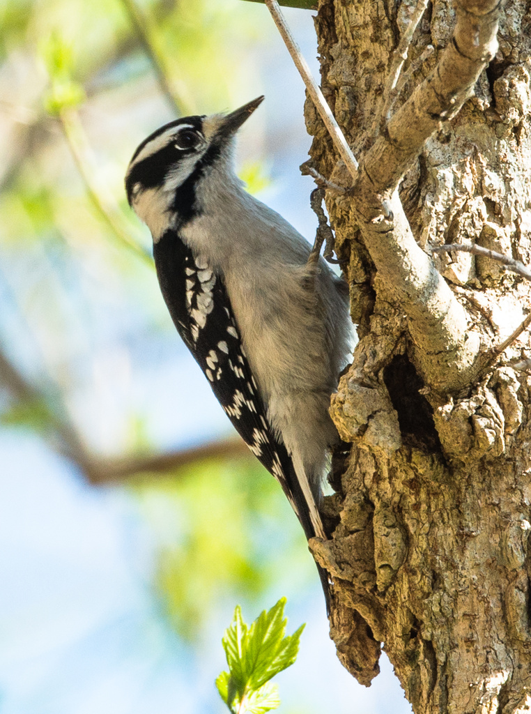 Downy Woodpecker by kathyladley