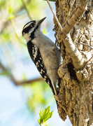 14th Apr 2014 - Downy Woodpecker
