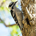 Downy Woodpecker by kathyladley