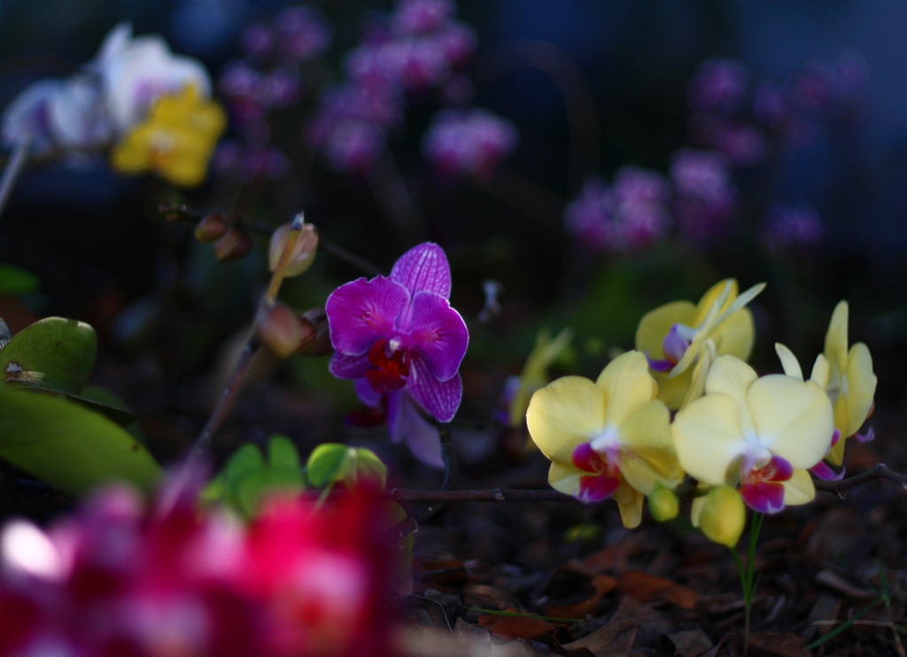Orchid Graveyard in Color by hondo