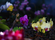 3rd May 2014 - Orchid Graveyard in Color
