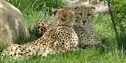 4th May 2014 - Day 334 Cheetahs Nuzzling