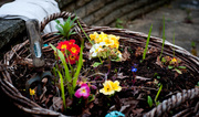 3rd Apr 2014 - Basket flowers
