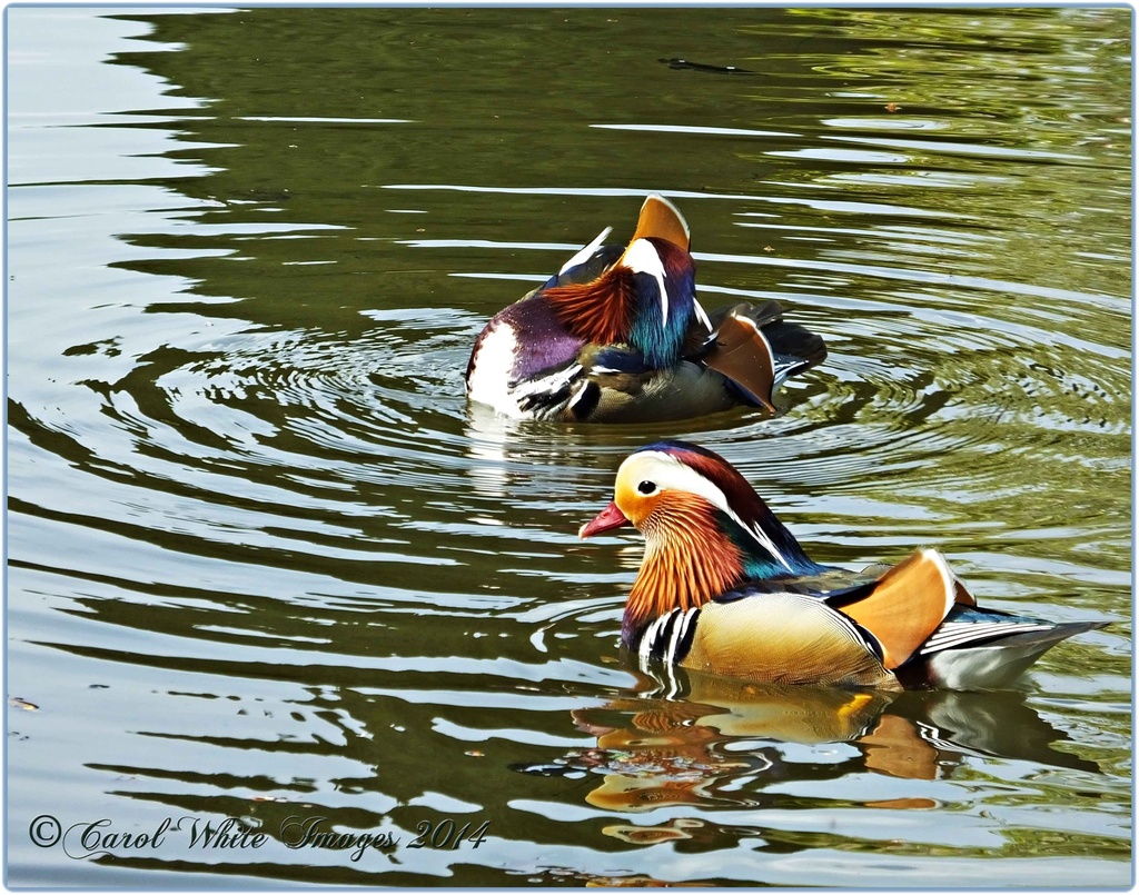 Mandarin Ducks,Coton Manor Gardens  by carolmw