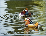 5th May 2014 - Mandarin Ducks,Coton Manor Gardens 
