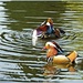 Mandarin Ducks,Coton Manor Gardens  by carolmw