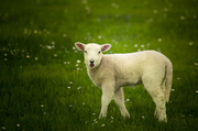 5th May 2014 - Bleating lamb