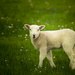Bleating lamb by jocasta