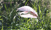 5th May 2014 - Roseate Spoonbill