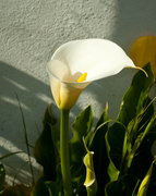 16th Apr 2014 - Trumpet orchid