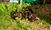 19th Apr 2014 - Duckies