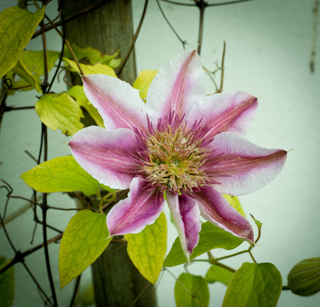 Clematis by tracybeautychick