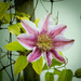 Clematis by tracybeautychick