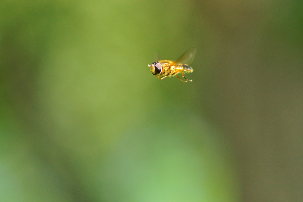HOVER-FLY IN ACTION by markp