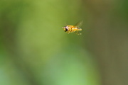 27th Apr 2014 - HOVER-FLY IN ACTION