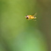 HOVER-FLY IN ACTION by markp