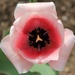 Tulip by harbie