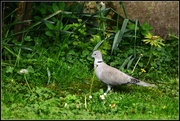 5th May 2014 - Collared dove