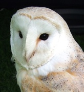 5th May 2014 - Barn Owl