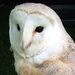 Barn Owl by fishers