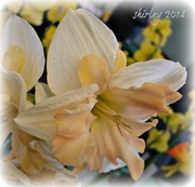 5th May 2014 - spring daffodils
