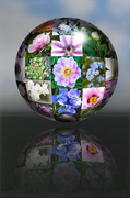 5th May 2014 - Flower Globe