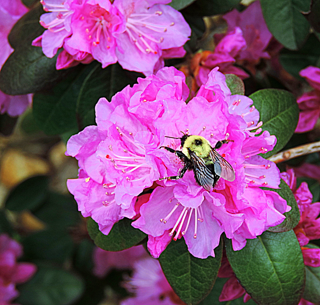 Finally Bee-ing Spring! by homeschoolmom