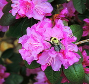 5th May 2014 - Finally Bee-ing Spring!