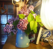 5th May 2014 - Lilac time.
