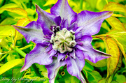 5th May 2014 - Clematis
