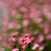 Sea of Pink on 365 Project