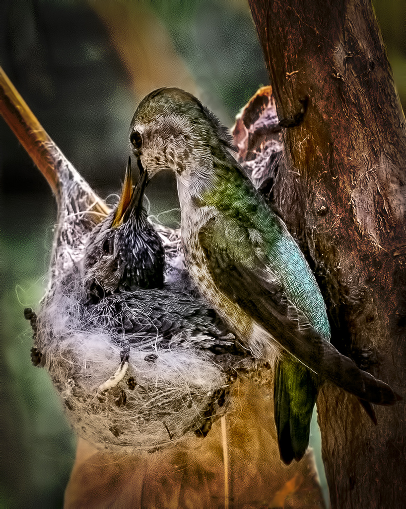 Mother Hummingbird Feeding Baby In Nest by jgpittenger