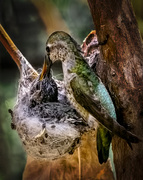 29th Apr 2014 - Mother Hummingbird Feeding Baby In Nest
