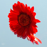 5th May 2014 - Red flower